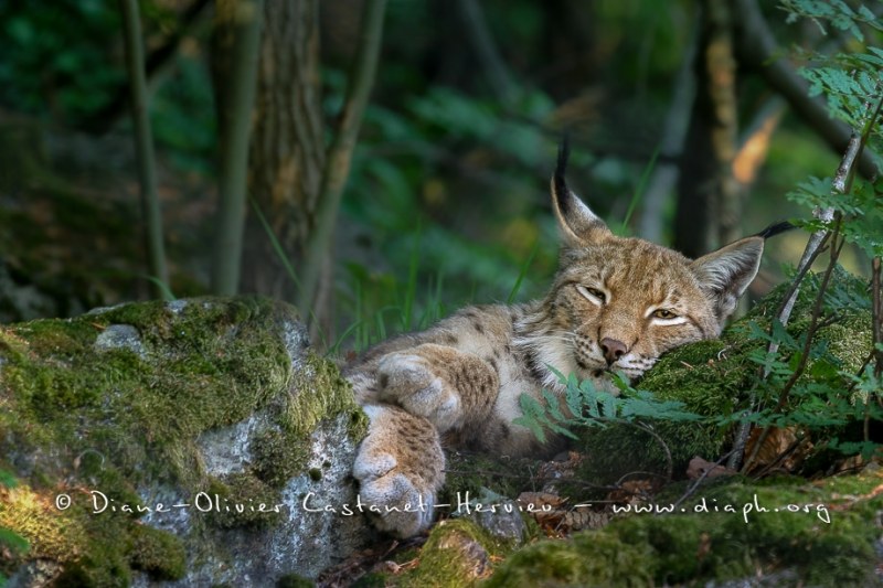 Lynx boréal (Lynx lynx)