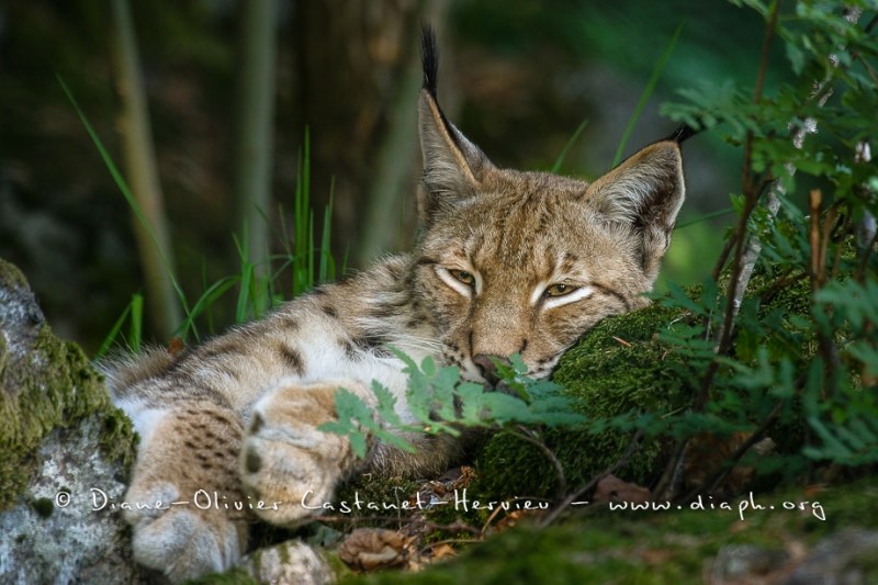 Lynx boréal (Lynx lynx)