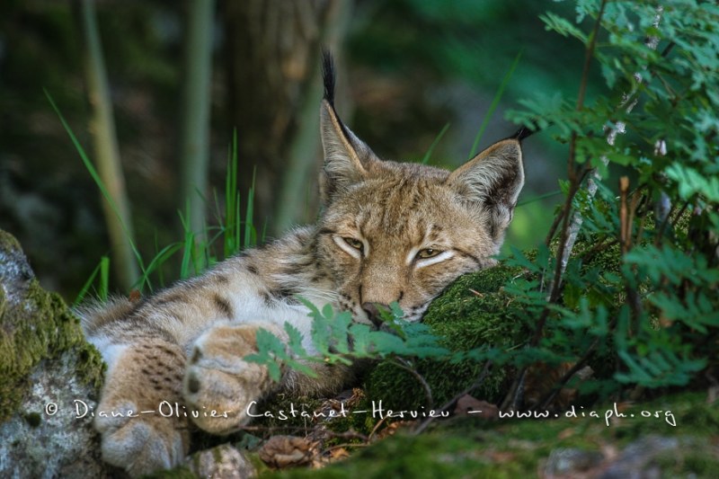 Lynx boréal (Lynx lynx)