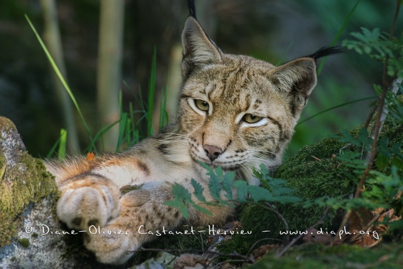 Lynx boréal (Lynx lynx)