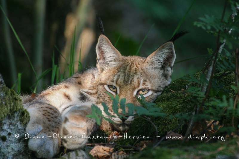 Lynx boréal (Lynx lynx)