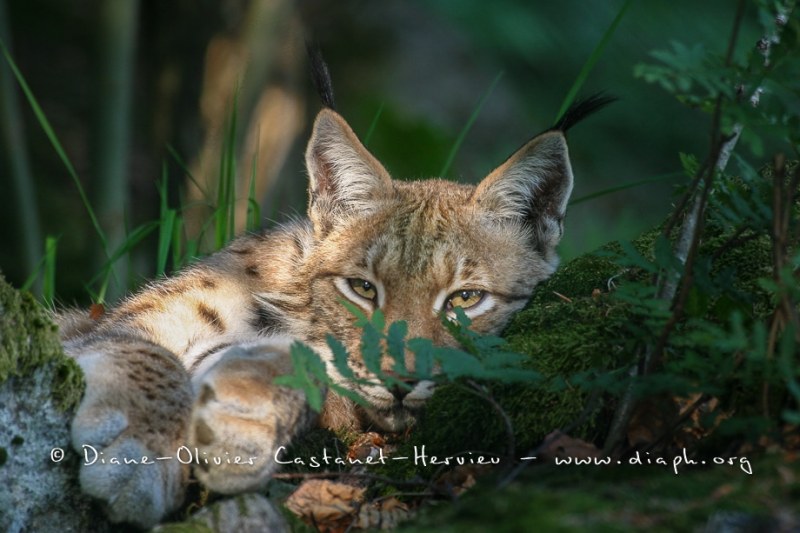 Lynx boréal (Lynx lynx)