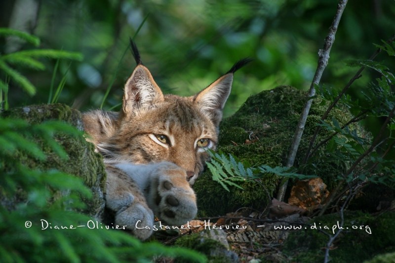 Lynx boréal (Lynx lynx)