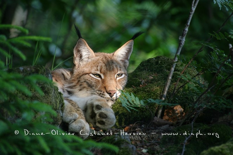 Lynx boréal (Lynx lynx)
