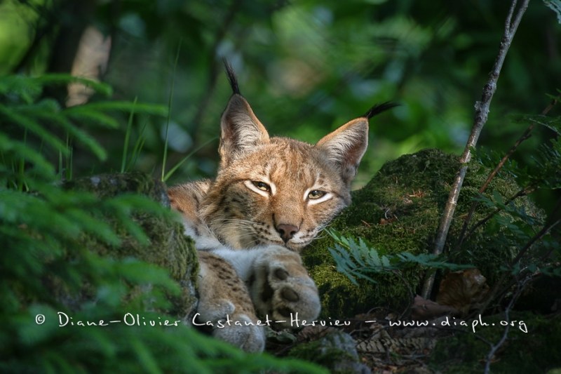 Lynx boréal (Lynx lynx)