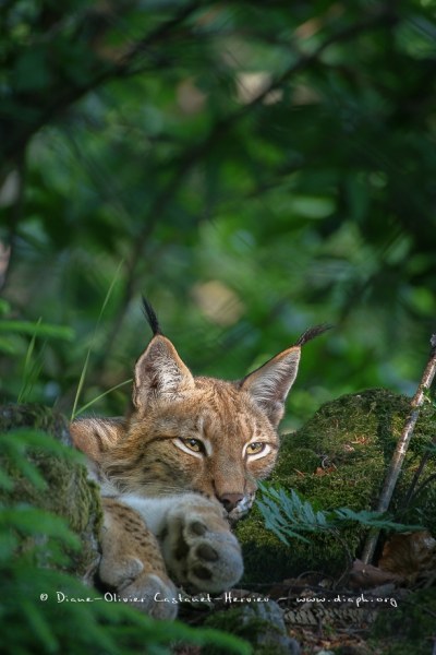 Lynx boréal (Lynx lynx)