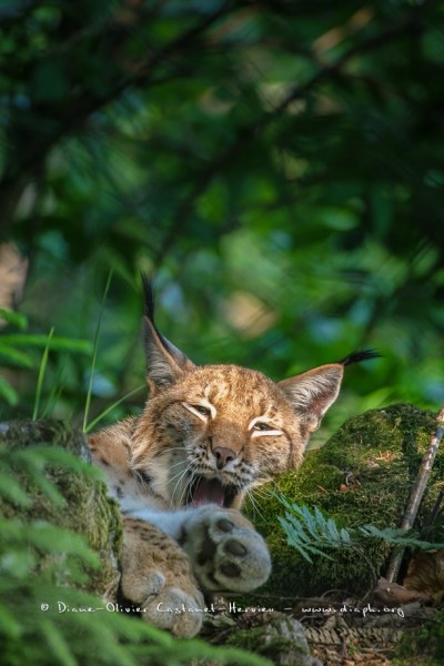 Lynx boréal (Lynx lynx)