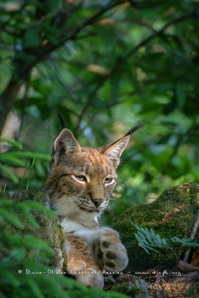 Lynx boréal (Lynx lynx)