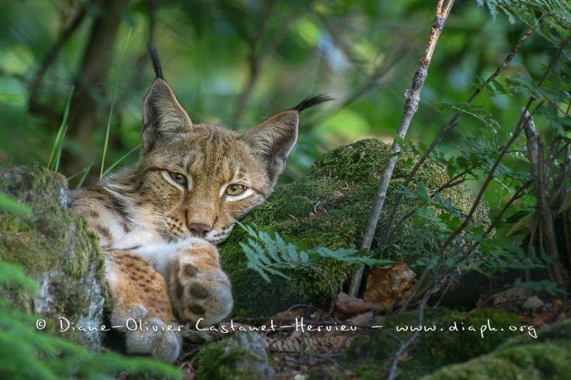 Lynx boréal (Lynx lynx)