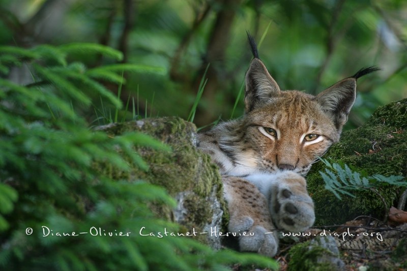 Lynx boréal (Lynx lynx)