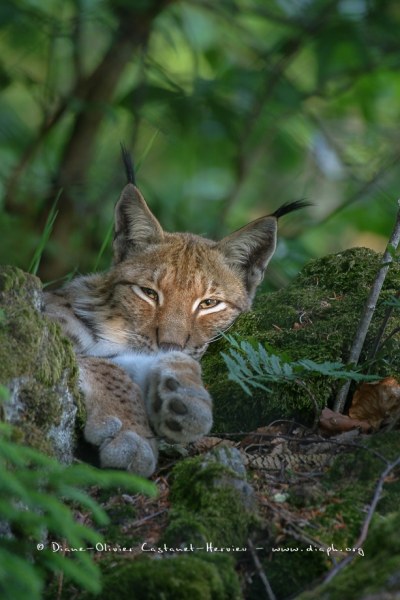 Lynx boréal (Lynx lynx)