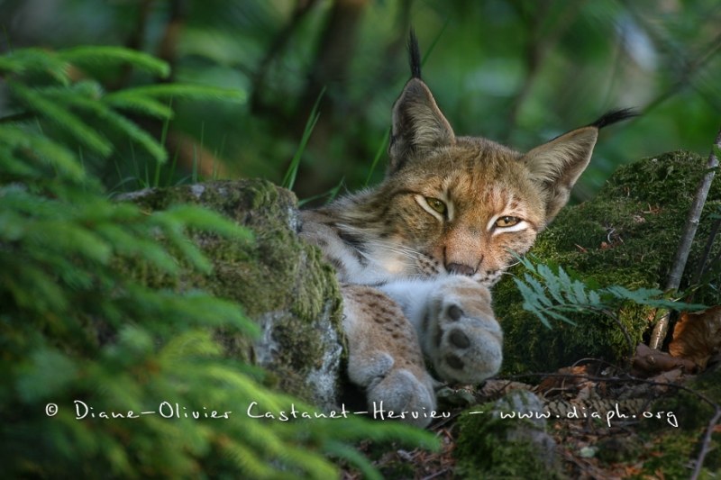 Lynx boréal (Lynx lynx)