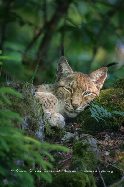 Lynx boréal (Lynx lynx)