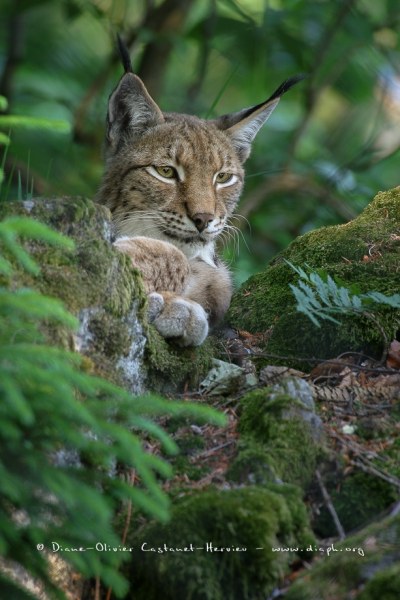 Lynx boréal (Lynx lynx)