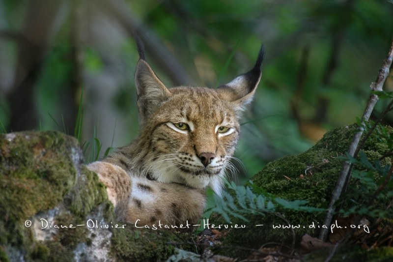 Lynx boréal (Lynx lynx)