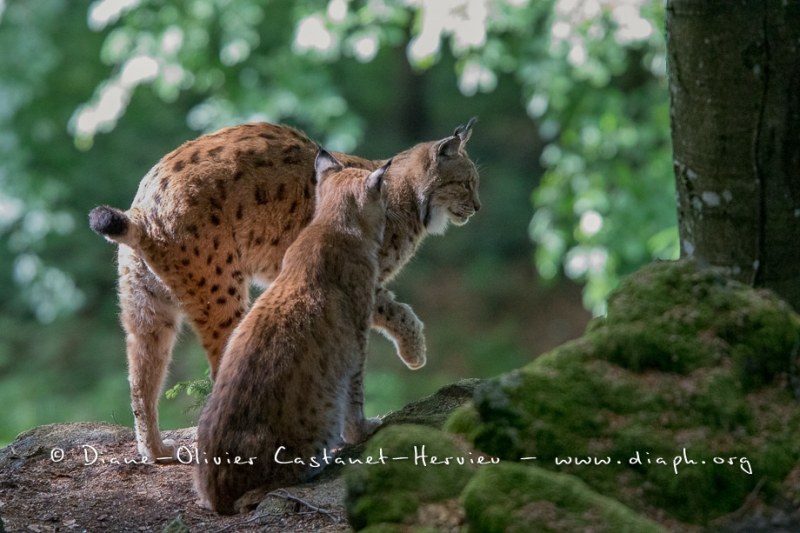 Lynx boréal (Lynx lynx)