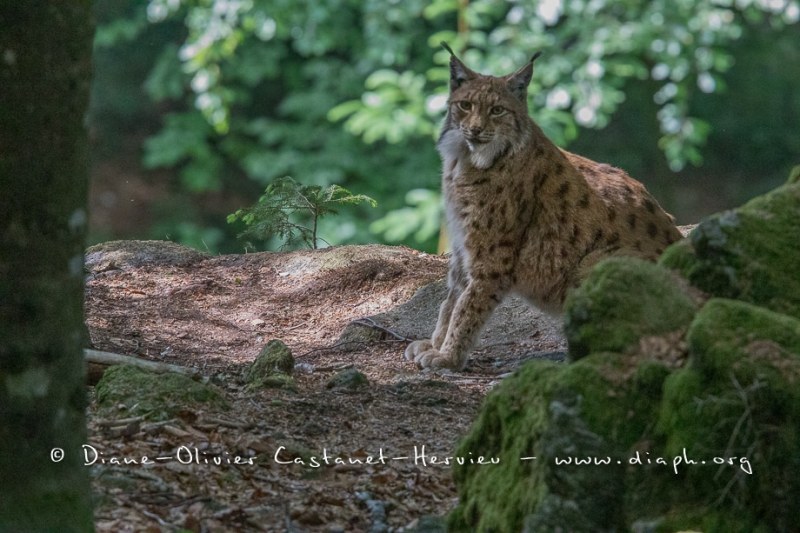 Lynx boréal (Lynx lynx)