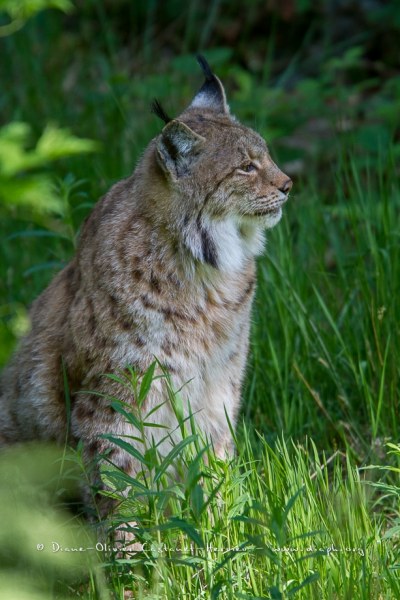 Lynx boréal (Lynx lynx)