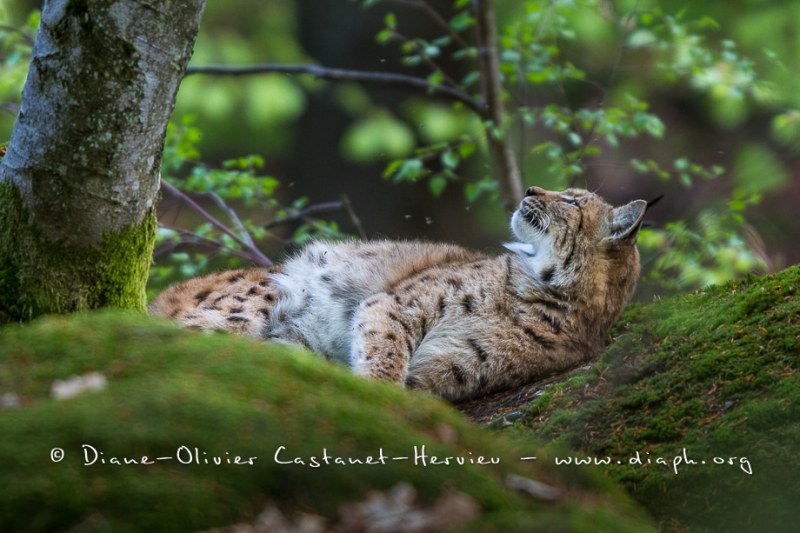 Lynx boréal (Lynx lynx)