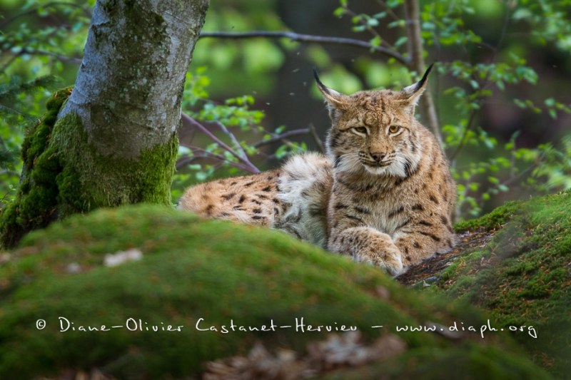 Lynx boréal (Lynx lynx)