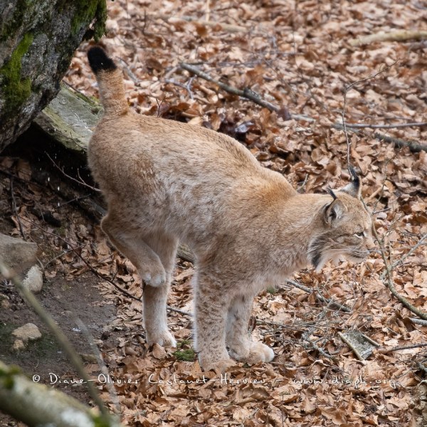 Lynx boréal (Lynx lynx)