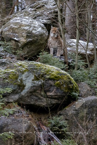 Lynx boréal (Lynx lynx)