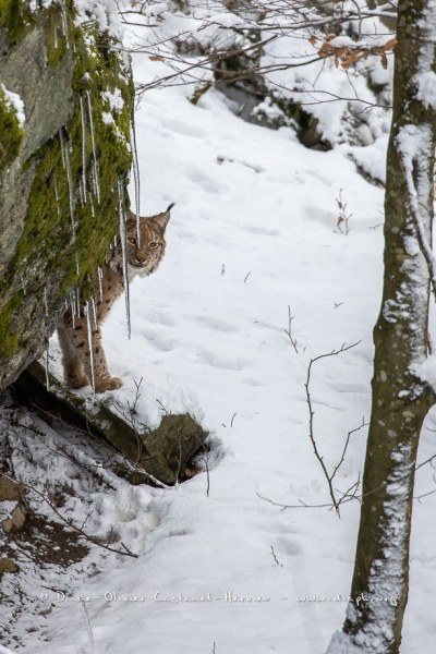 Lynx boréal (Lynx lynx)