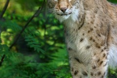 Lynx boréal (Lynx lynx)