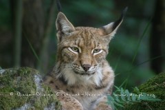 Lynx boréal (Lynx lynx) Lynx boréal (Lynx lynx)