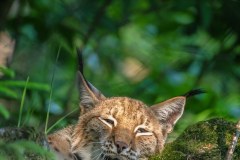 Lynx boréal (Lynx lynx)