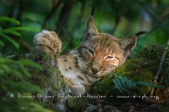 Lynx boréal (Lynx lynx)