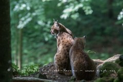 Lynx boréal (Lynx lynx)