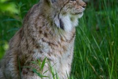 Lynx boréal (Lynx lynx)