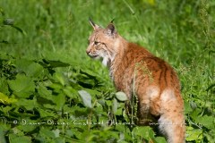 Lynx boréal (Lynx lynx)