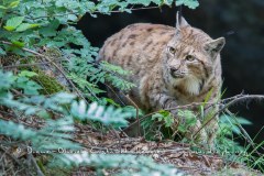 Lynx boréal (Lynx lynx)