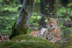 Lynx boréal (Lynx lynx)