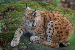 Lynx boréal (Lynx lynx)