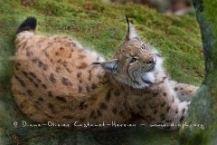 Lynx boréal (Lynx lynx)