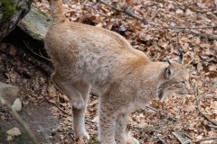 Lynx boréal (Lynx lynx)