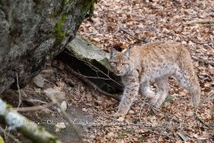 Lynx boréal (Lynx lynx)