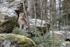 Lynx boréal (Lynx lynx)