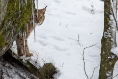 Lynx boréal (Lynx lynx)