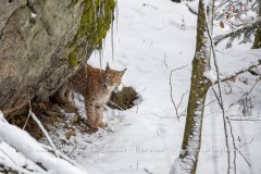 Lynx boréal (Lynx lynx)