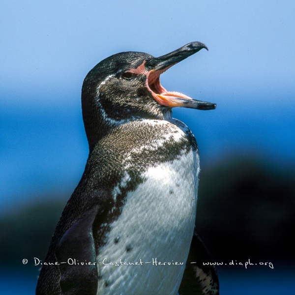 MANCHOT DES GALAPAGOS (SPHENISCUS MENDICULUS)