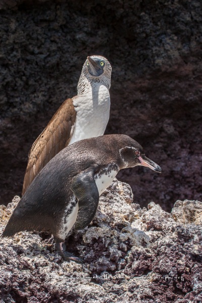 Fou à  pieds bleus (Sula nebouxii) - îles Galapagos