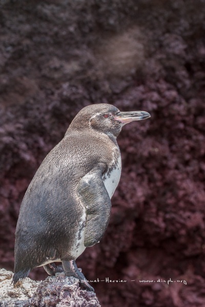 Manchot des Galapagos (Spheniscus mendiculus)