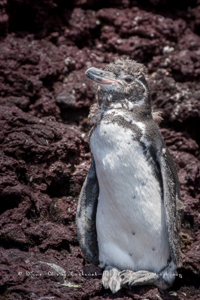 Manchot des Galapagos (Spheniscus mendiculus)