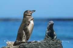 manchot des galapagos et Iguane marin