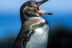 MANCHOT DES GALAPAGOS (SPHENISCUS MENDICULUS)