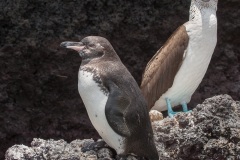 Fou à  pieds bleus (Sula nebouxii) - îles Galapagos